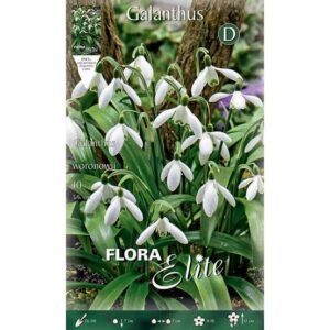 Snieguolės (Galanthus woronowii), tradicinės 10 svogūnėlių (Elite). NAUJIENA 2026 m.
